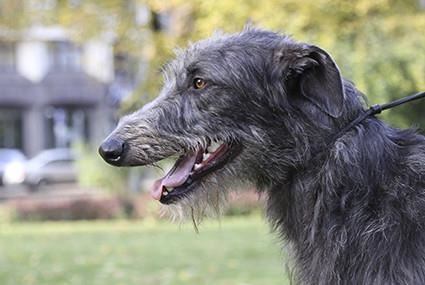 Deerhound - levriero scozzese